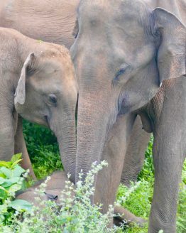 Kalutara to Udawalawe